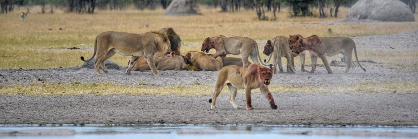 Rolling-Rivers-Lion-Home